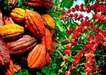 Café-cacao : le gouvernement crée un institut pour renforcer la recherche scientifique