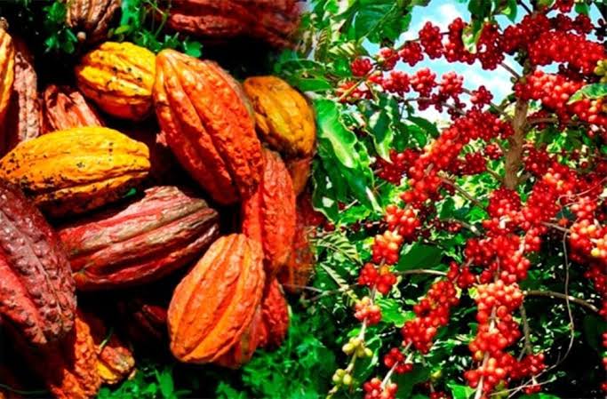 Café-cacao : le gouvernement crée un institut pour renforcer la recherche scientifique