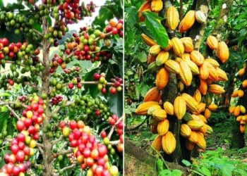 Café et Cacao