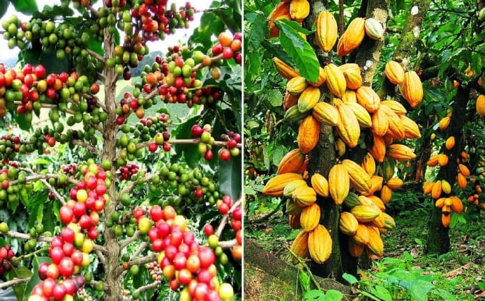 Café et Cacao