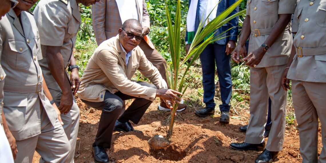 Filière coco : le nouveau pari agricole de la Côte d’Ivoire