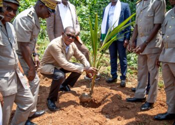 Filière coco : le nouveau pari agricole de la Côte d’Ivoire
