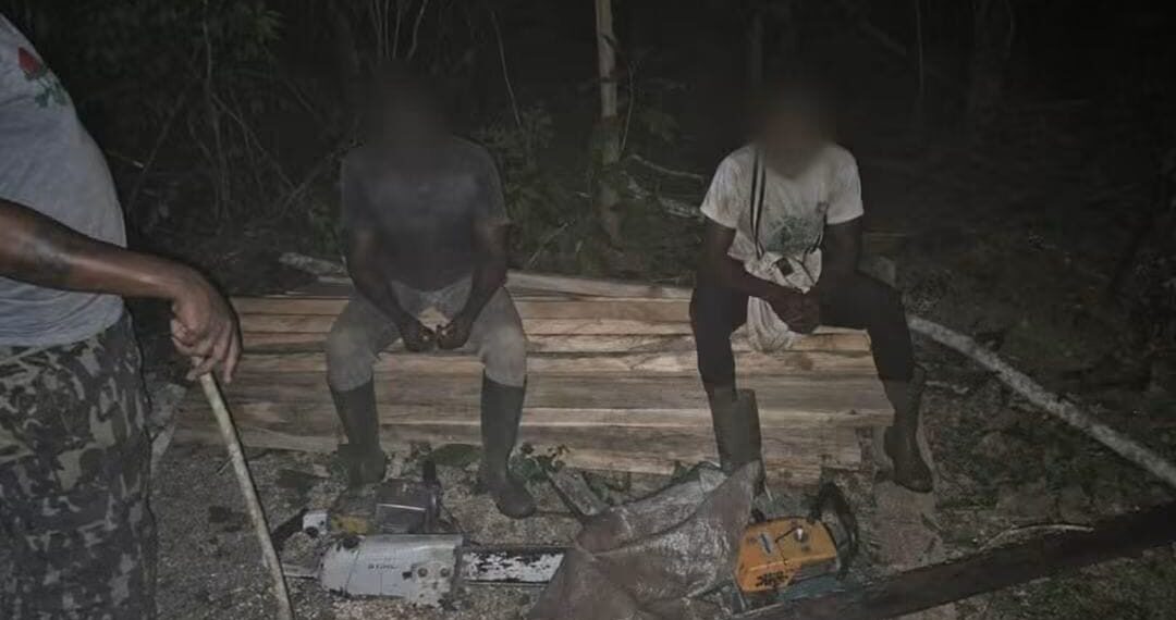 Sciage illégal : trois individus interpellés et quatre engins saisis par la BSSI à Arrah et Bongo