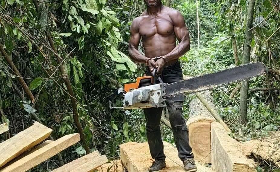 Forêt classée de N’Zodji : deux individus interpellés pour sciage à façon