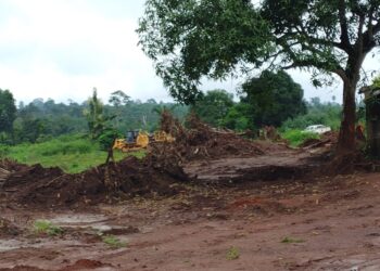 Forêt sacrée de Guianlé : des bulldozers menacent un patrimoine ancestral, la tension monte