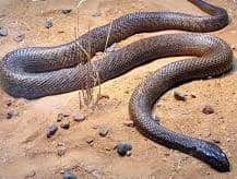 Serpent géant