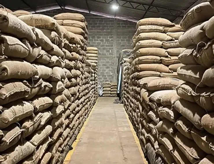 Stock de Cacao