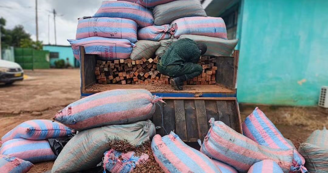 Duékoué : près de 500 chevrons issus du sciage à façon saisis, dissimulés sous des sacs de cacao