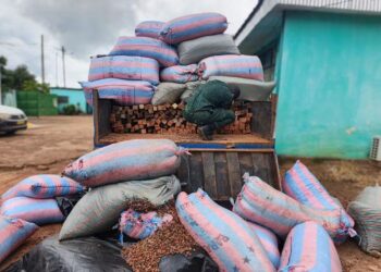 Duékoué : près de 500 chevrons issus du sciage à façon saisis, dissimulés sous des sacs de cacao
