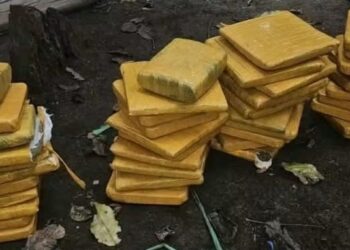Yopougon : la police met la main sur 41 kg de cannabis à Andokoi